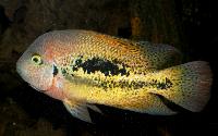 Vieja bifasciata
