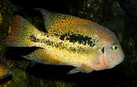 Vieja bifasciata