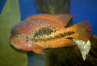 Vieja bifasciata