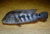 Amphilophus zaliosus