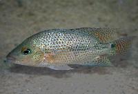 Darienheros calobrensis