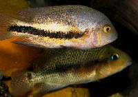 Darienheros calobrensis