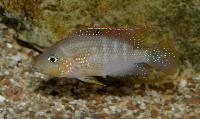 Criboheros alfari