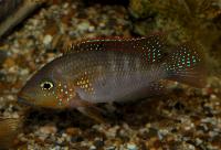 Criboheros alfari