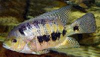 Cincelichthys bocourti