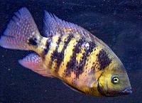 Cincelichthys bocourti