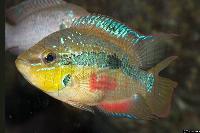 Trichromis salvini