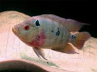 Amphilophus trimaculatus