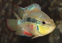 Trichromis salvini