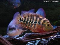 Cichlasoma sp. "flower horn"