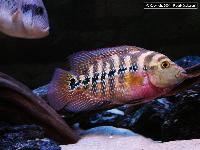 Cichlasoma sp. "flower horn"