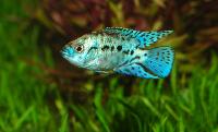 Rocio octofasciata blue