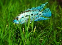 Parachromis octofasciatum sp.