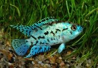 Parachromis octofasciatum sp.