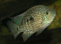 Herichthys cyanoguttatus