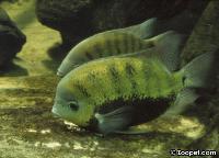 Cincelichthys pearsei