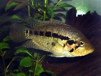 Parachromis loisellei