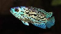 Rocio octofasciata (blue)