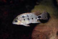 Maskaheros argenteus