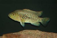 Herichthys bartoni