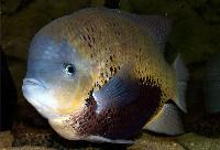 Cincelichthys pearsei
