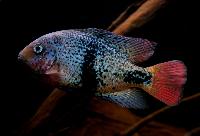 Vieja maculicauda