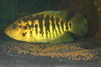 Parachromis friedrichstalii