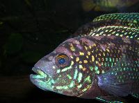 Parachromis octofasciatum
