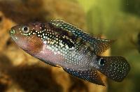 Rocio octofasciata