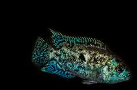 Rocio octofasciata, (blue)