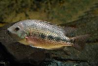 Talamancaheros sieboldii 