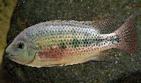 Talamancaheros sieboldii 