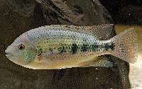 Talamancaheros sieboldii 