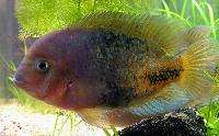 Vieja synspila