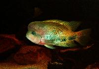Vieja synspila