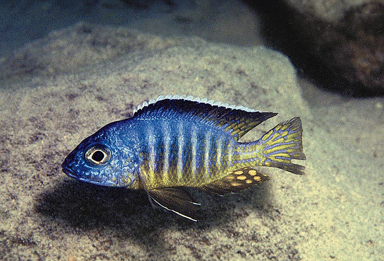Aulonocara hueseri