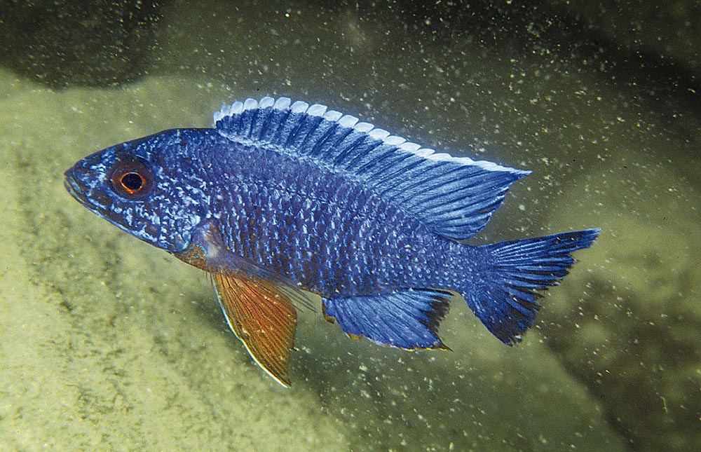 Aulonocara stuartgranti, Cobwe