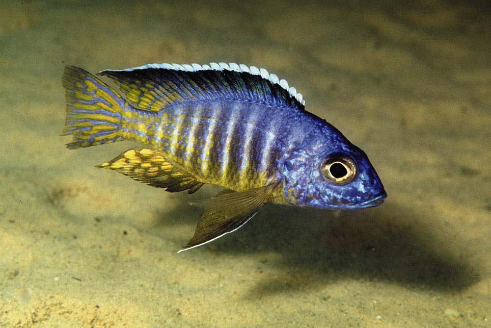 Aulonocara hueseri, Likoma