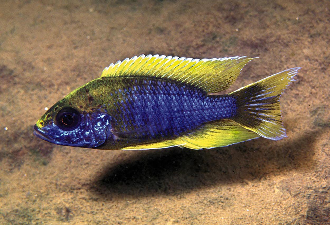 Aulonocara jacobfreibergi, Undu Reef