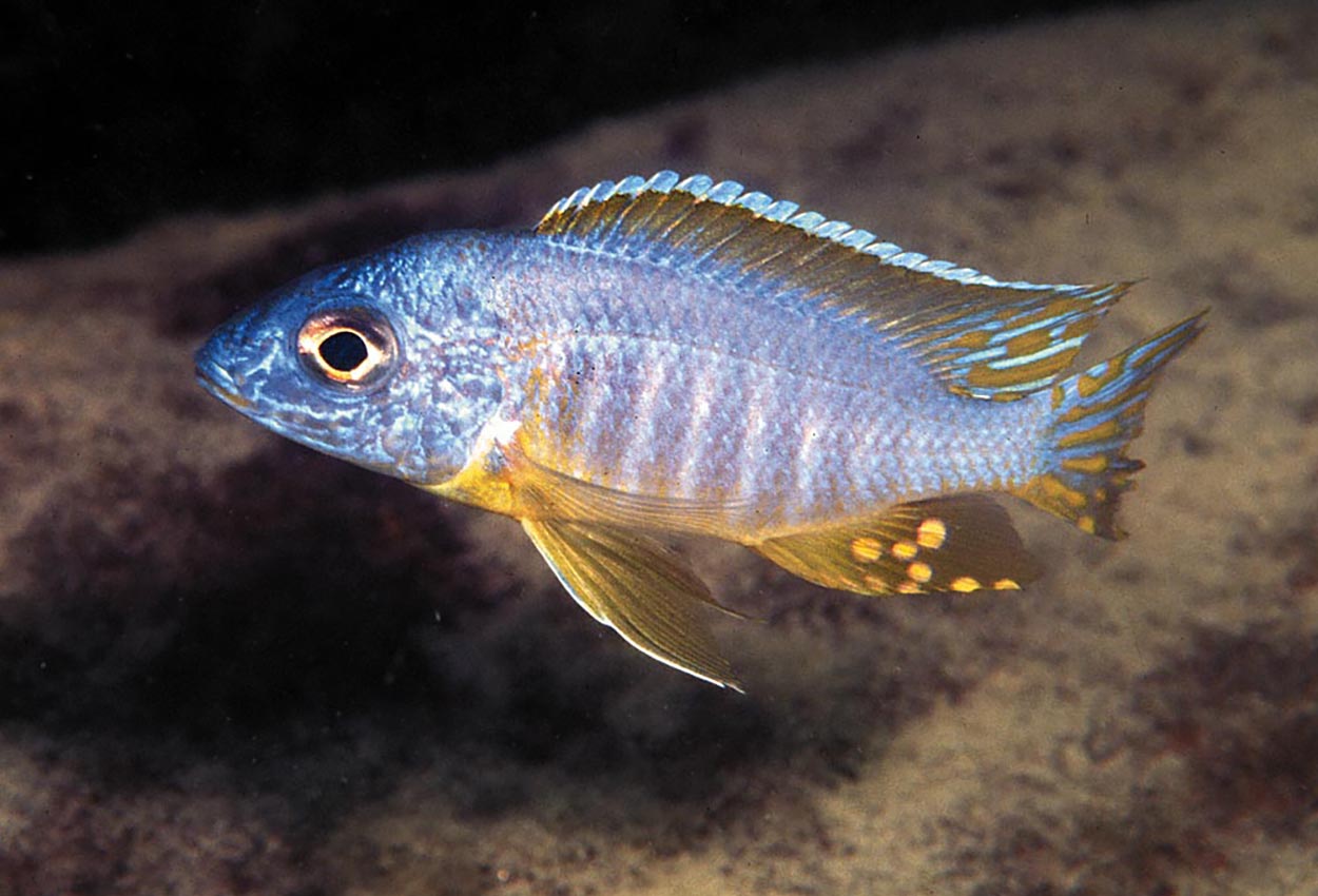 Aulonocara korneliae, Chizumulu