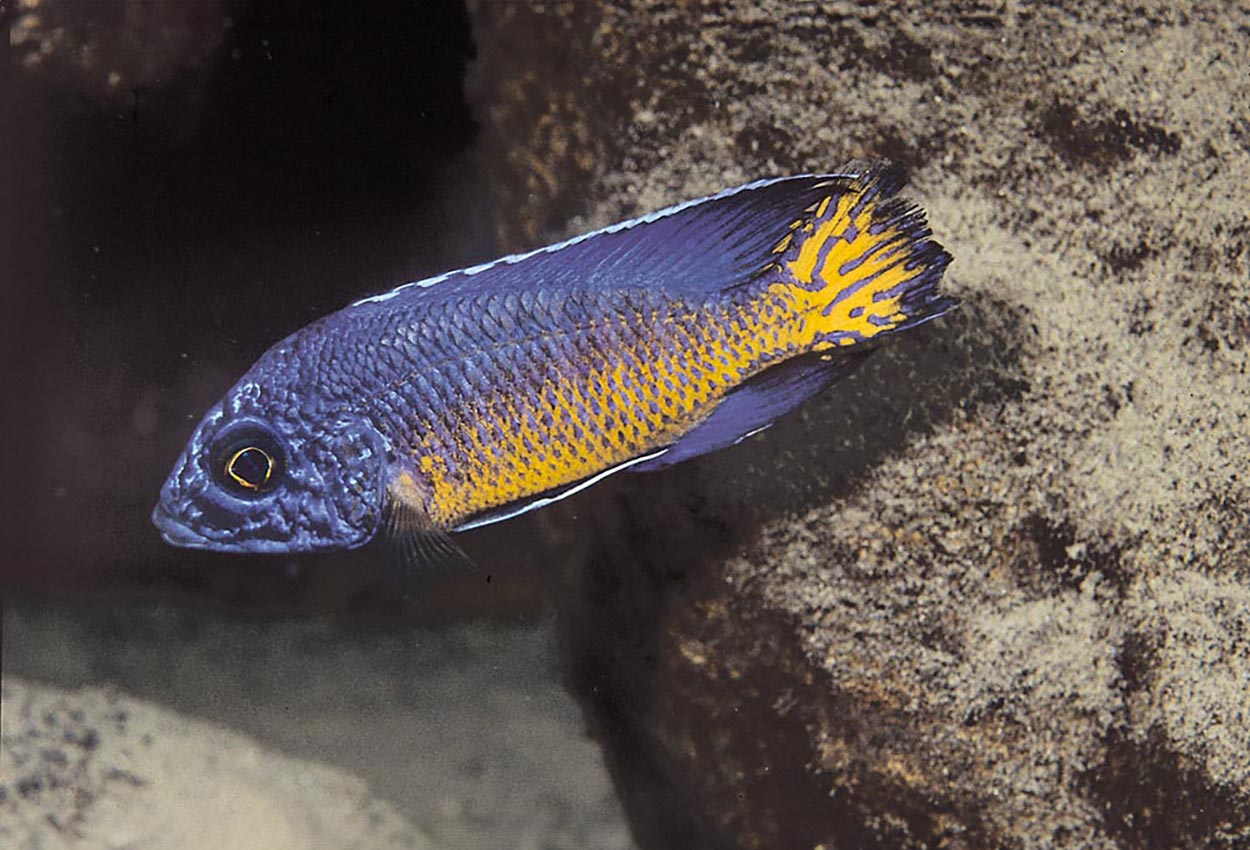 Aulonocara stuartgranti, Mdoka