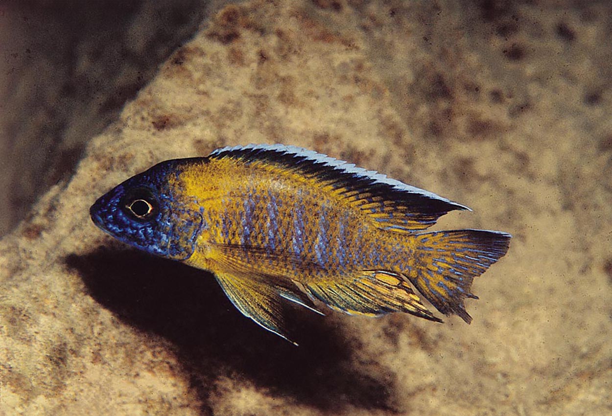 Aulonocara stuartgranti, Ruarwe