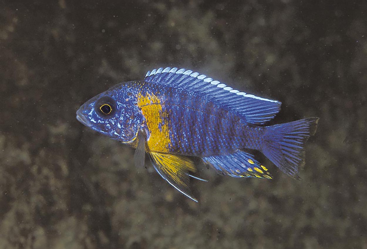 Aulonocara stuartgranti, Chiloelo