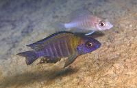 Aulonocara sp. "chitande type north" , Nkhata Bay