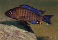 Aulonocara ethelwynnae, Chitande