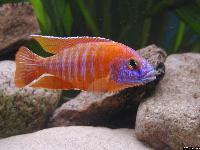 Aulonocara sp. "röd rubin"