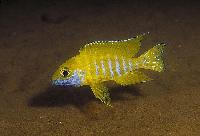 Aulonocara baenschi, Nkhomo Reef
