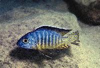 Aulonocara hueseri
