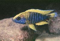 Aulonocara jacobfreibergi