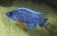 Aulonocara stuartgranti, Cobwe
